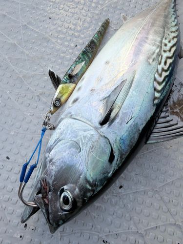 スマガツオの釣果