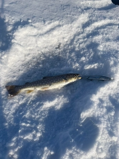 アメマスの釣果