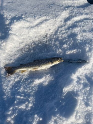 アメマスの釣果