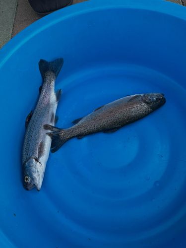 ニジマスの釣果