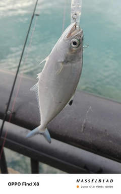 イケカツオの釣果