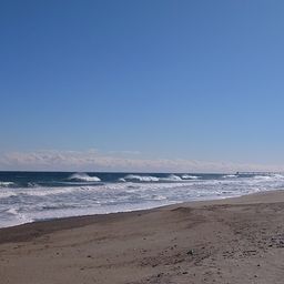 セイゴ（マルスズキ）