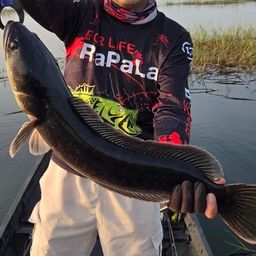 ジャイアントスネークヘッド