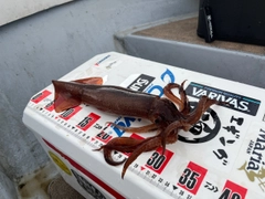 スルメイカの釣果