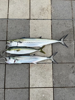 サゴシの釣果