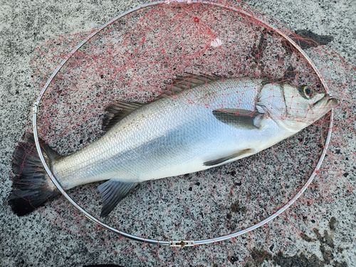 ヒラスズキの釣果