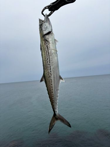 コズクラの釣果