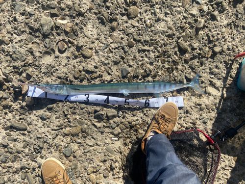 オキザヨリの釣果