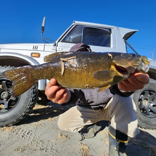 スモールマウスバスの釣果