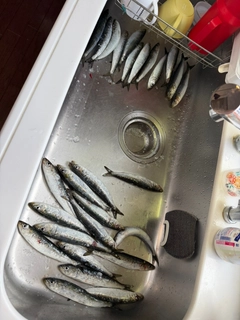 イワシの釣果