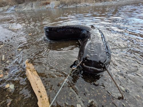 ニホンナマズの釣果