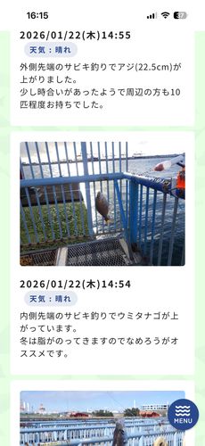 ウミタナゴの釣果