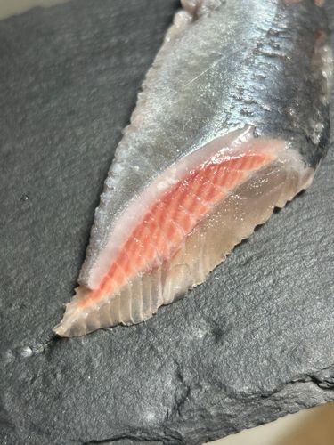 マイワシの釣果