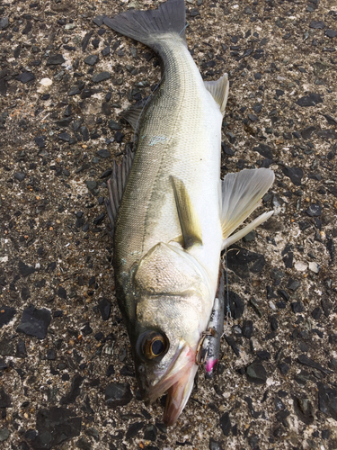 フッコ（マルスズキ）の釣果