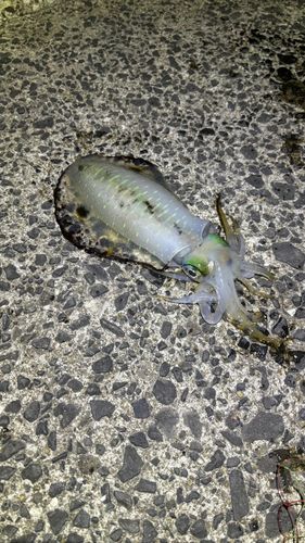 アオリイカの釣果