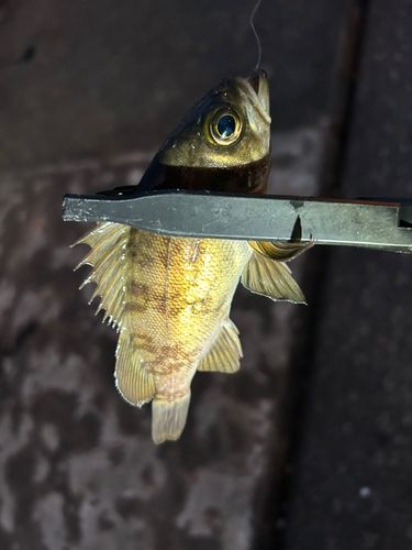 神戸空港親水護岸