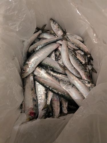 イワシの釣果