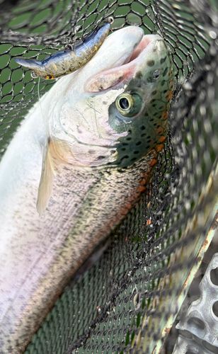 ニジマスの釣果