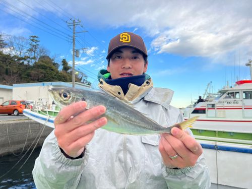 マアジの釣果