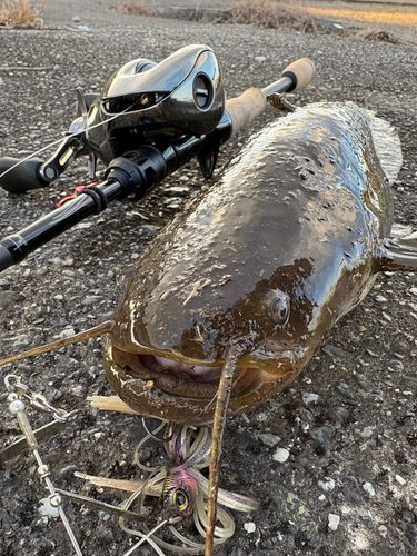 ナマズの釣果