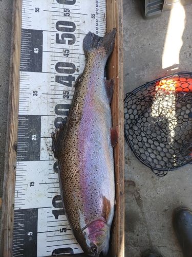 ニジマスの釣果