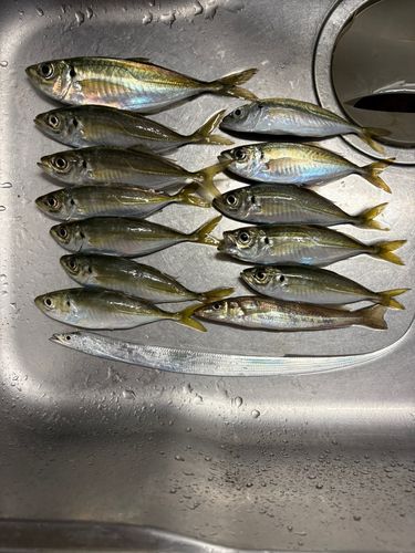 大黒海づり施設