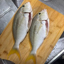 ジューマー(ヒトスジタマガシラ)