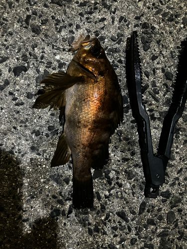 メバルの釣果