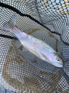 レインボートラウトの釣果