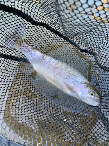 レインボートラウトの釣果