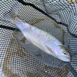 レインボートラウト