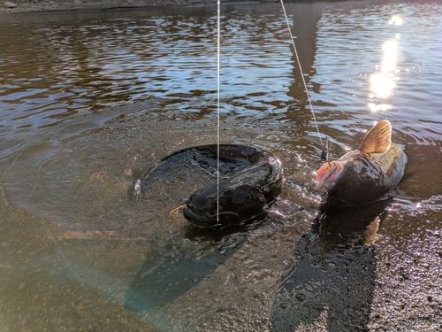 ニホンナマズの釣果