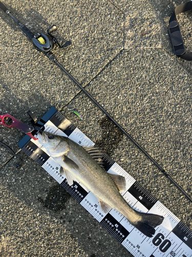 シーバスの釣果