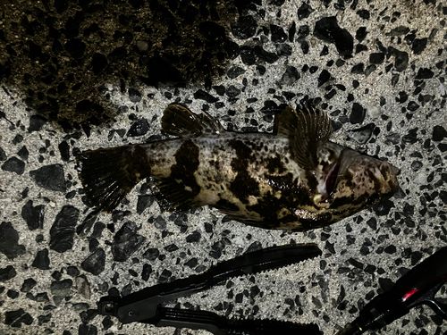 タケノコメバルの釣果