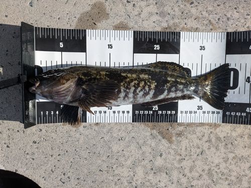 アイナメの釣果