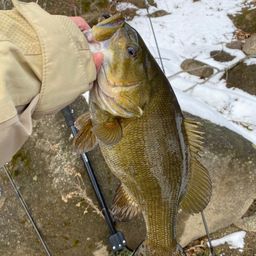 スモールマウスバス