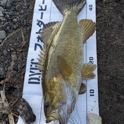 スモールマウスバス