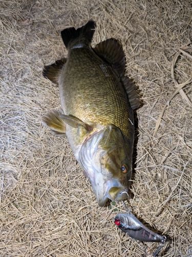 スモールマウスバスの釣果