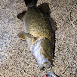 スモールマウスバス