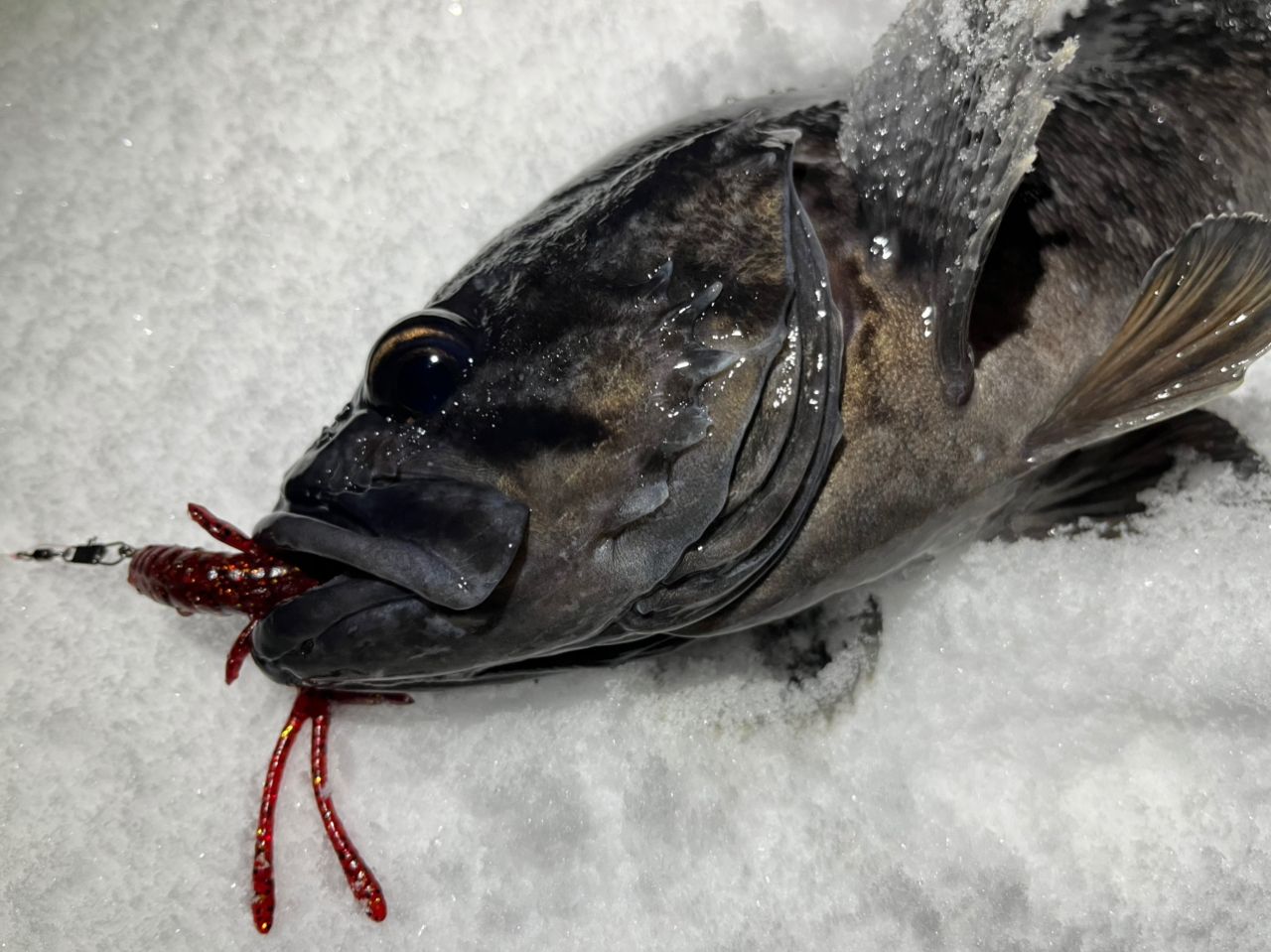 SHIMANO 19ハードロッカー BB S76MLの最安値・インプレ・釣果 | 本音の