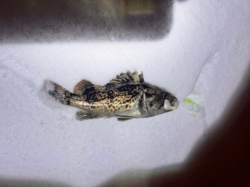 函館漁港（入船漁港）