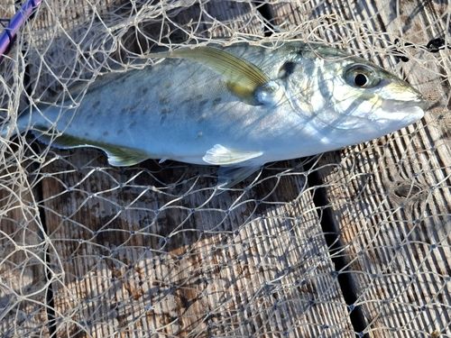 シマアジの釣果