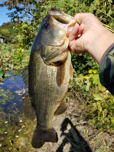 ラージマウスバスの釣果