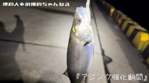 セイゴ（マルスズキ）の釣果
