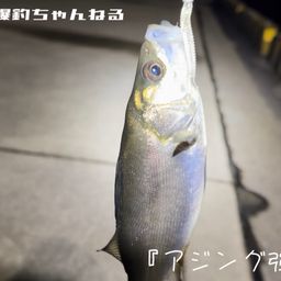 セイゴ（マルスズキ）