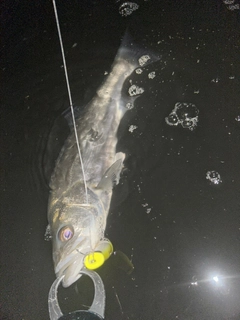 セイゴ（マルスズキ）の釣果