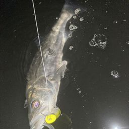 セイゴ（マルスズキ）