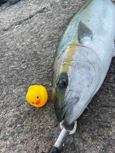 ヒラマサの釣果