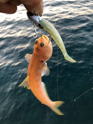 オキエソの釣果