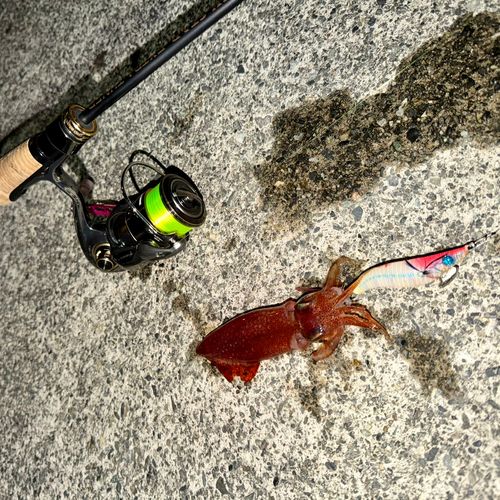 ジンドウイカの釣果